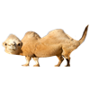assetforupload_cameltolife.png