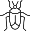 Beetle