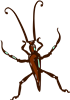 Beetle