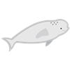 Beluga Whale