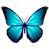 Blue Butterfly 2