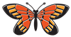butterflies