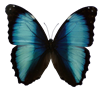 butterfly1