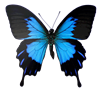 butterfly2
