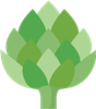 Cabbage