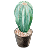 Cactus 2