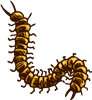 Centipede