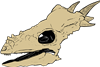 Dinosaur Skull