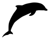 dolphin