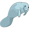 Floating Manatee