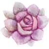Flower 12