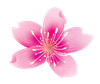 Flower 3