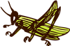 Grasshopper
