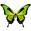 Green Butterfly