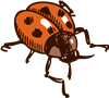 Ladybug