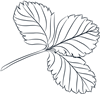 Line Flowers 13 
