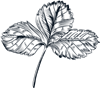 Line Flowers 9