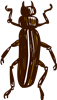 Long Beetle