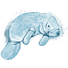 manatee 2