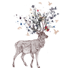 Moose 1