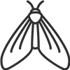 Moth Outline