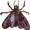 Moth