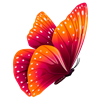 Orange and Pink Butterfly