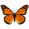 Orange Butterfly 2