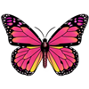 Pink Butterfly