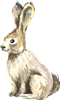 Rabbit
