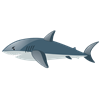 Shark 2