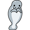 Shy Manatee