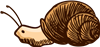 Snail