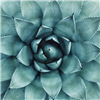 Succulent Photo