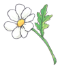 Suzy's Daisy