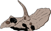 Triceratops Skull