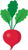 Turnip