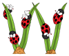 W_Ladybugs