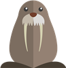 Walrus